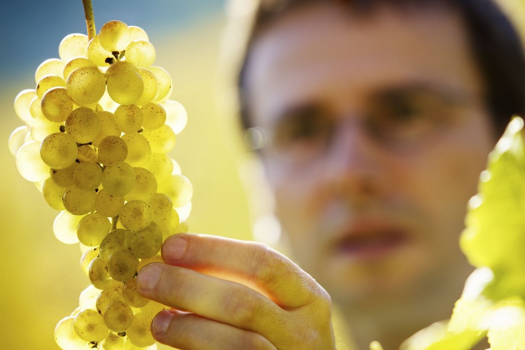 winemaker in the vineyard