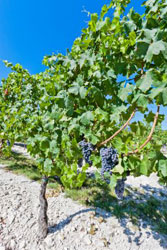 Preferred Soil Type for Wines